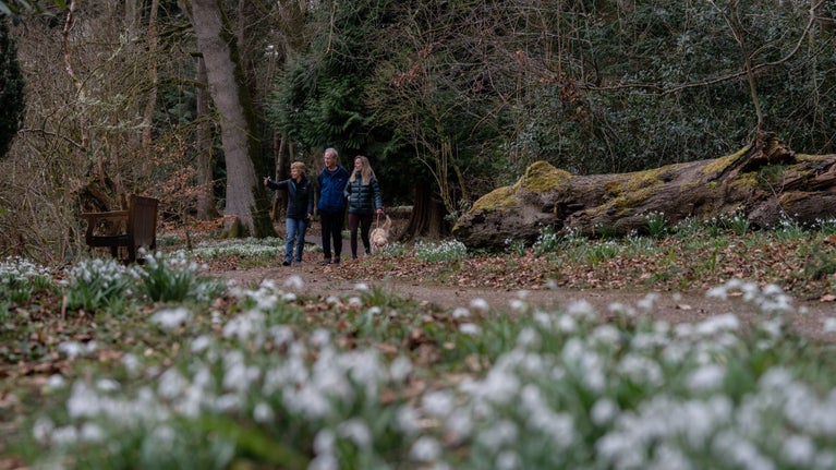 Three visitors with a dog walking along a path in East Wood at Wallington, Northumberland during snowdrop season